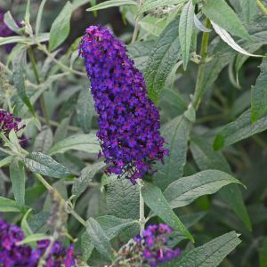 Buddleia (Butterfly Bush)